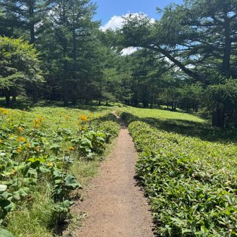 ちょうどトイレに行きたかったので火山館にいってみます