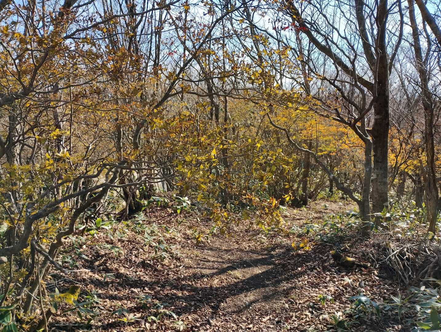 登山道の紅葉🍁