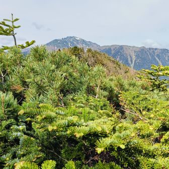 仙丈ヶ岳が見えてきた
双児山の西側のピーク上から