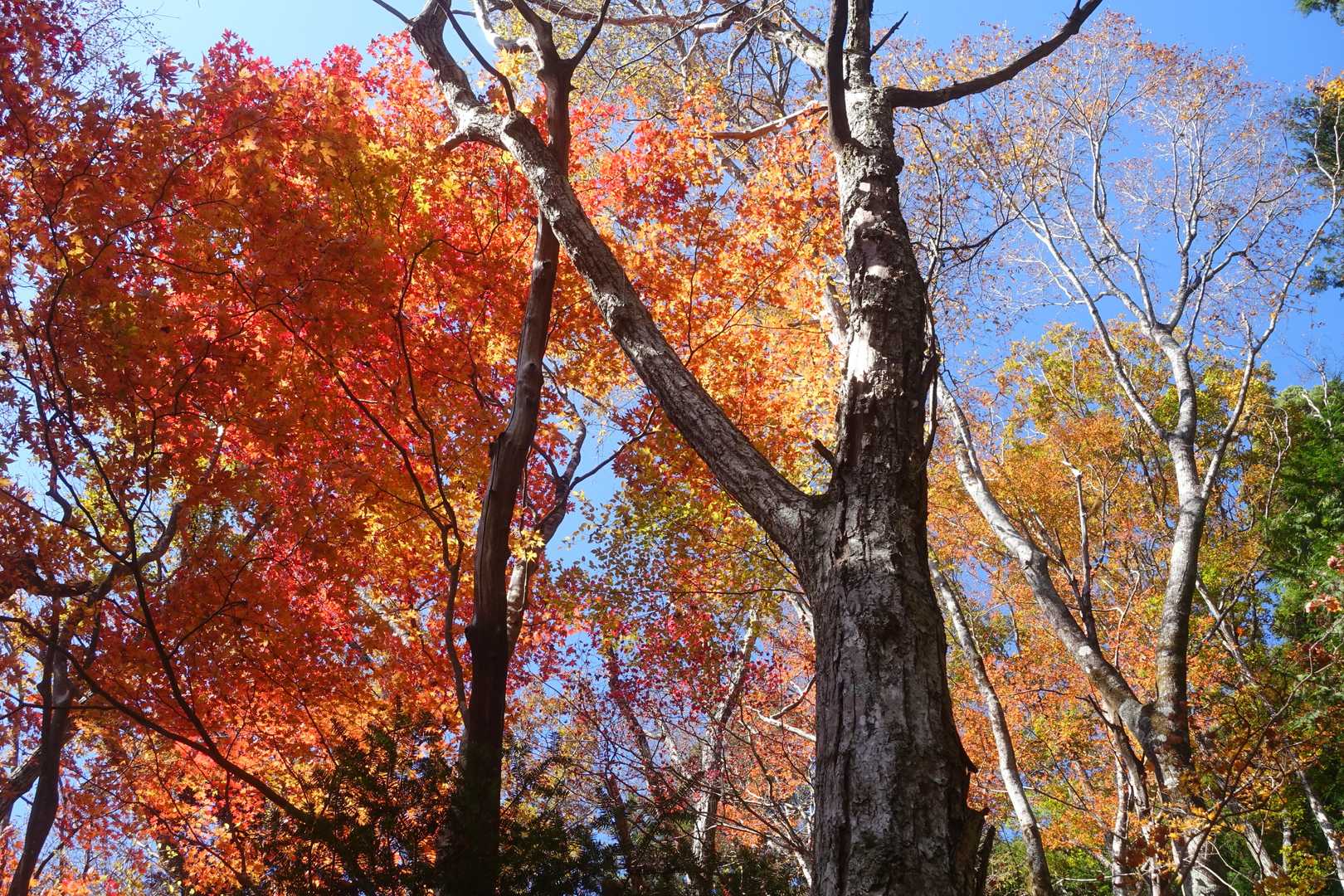 快晴の空に紅葉が映えます
