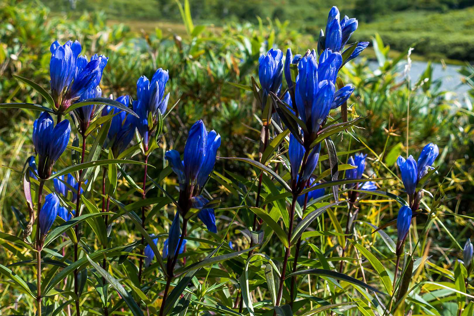 木道沿いはエゾリンドウの大群生地です✨✨
白花や絞り咲きのお花を探したけど見つからず🥺
もしかしてこの場所には自生していないのかな？