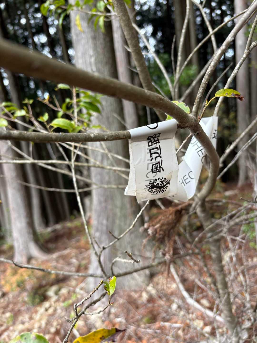 奥辺路縦走路