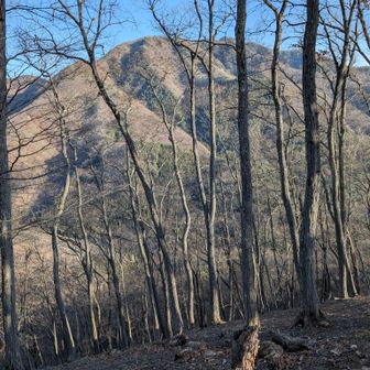 木々の隙間から滝子山のどアップ。