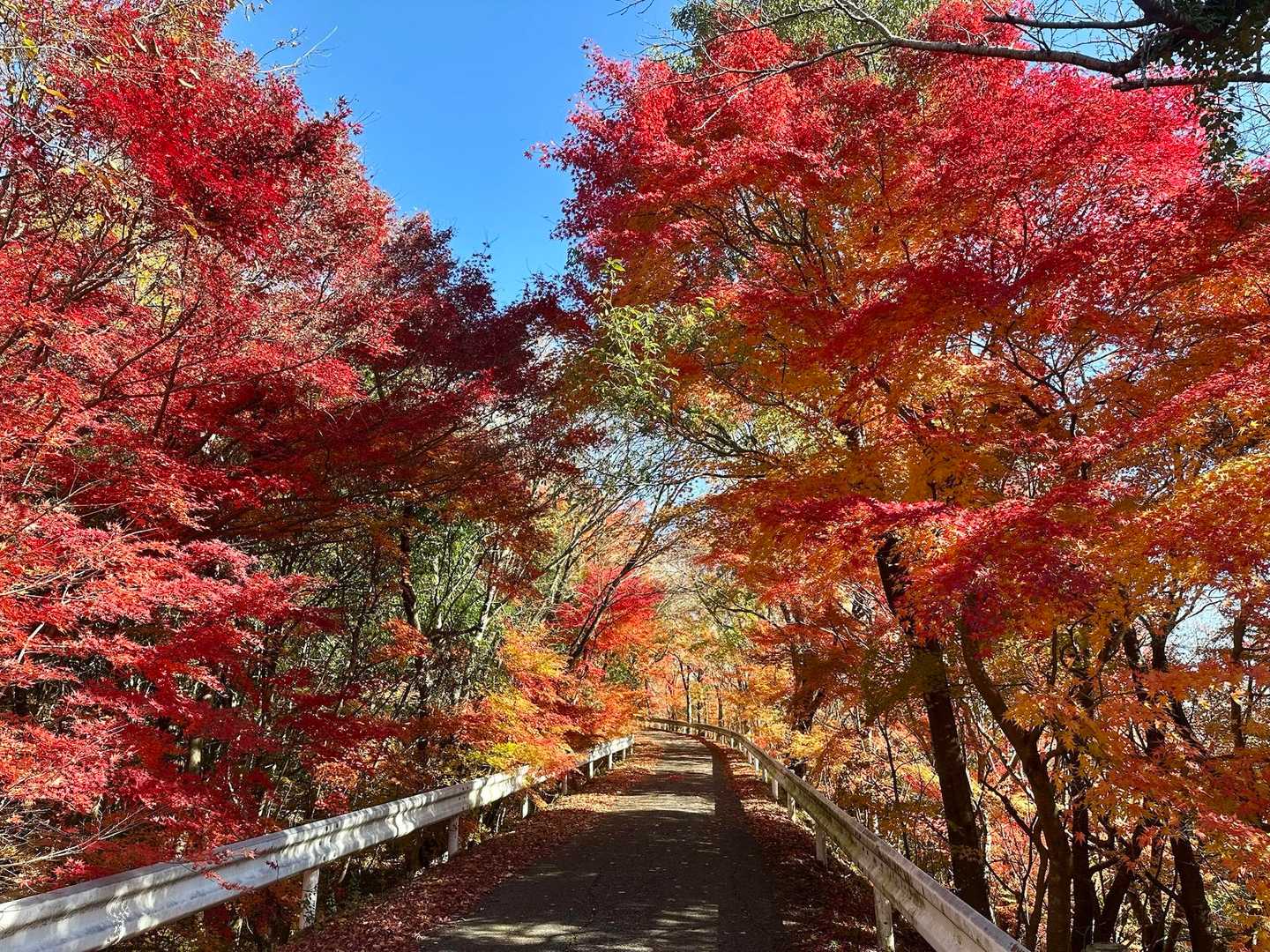 小谷城跡-小谷山-福寿丸跡-山崎丸跡 周回コースの写真