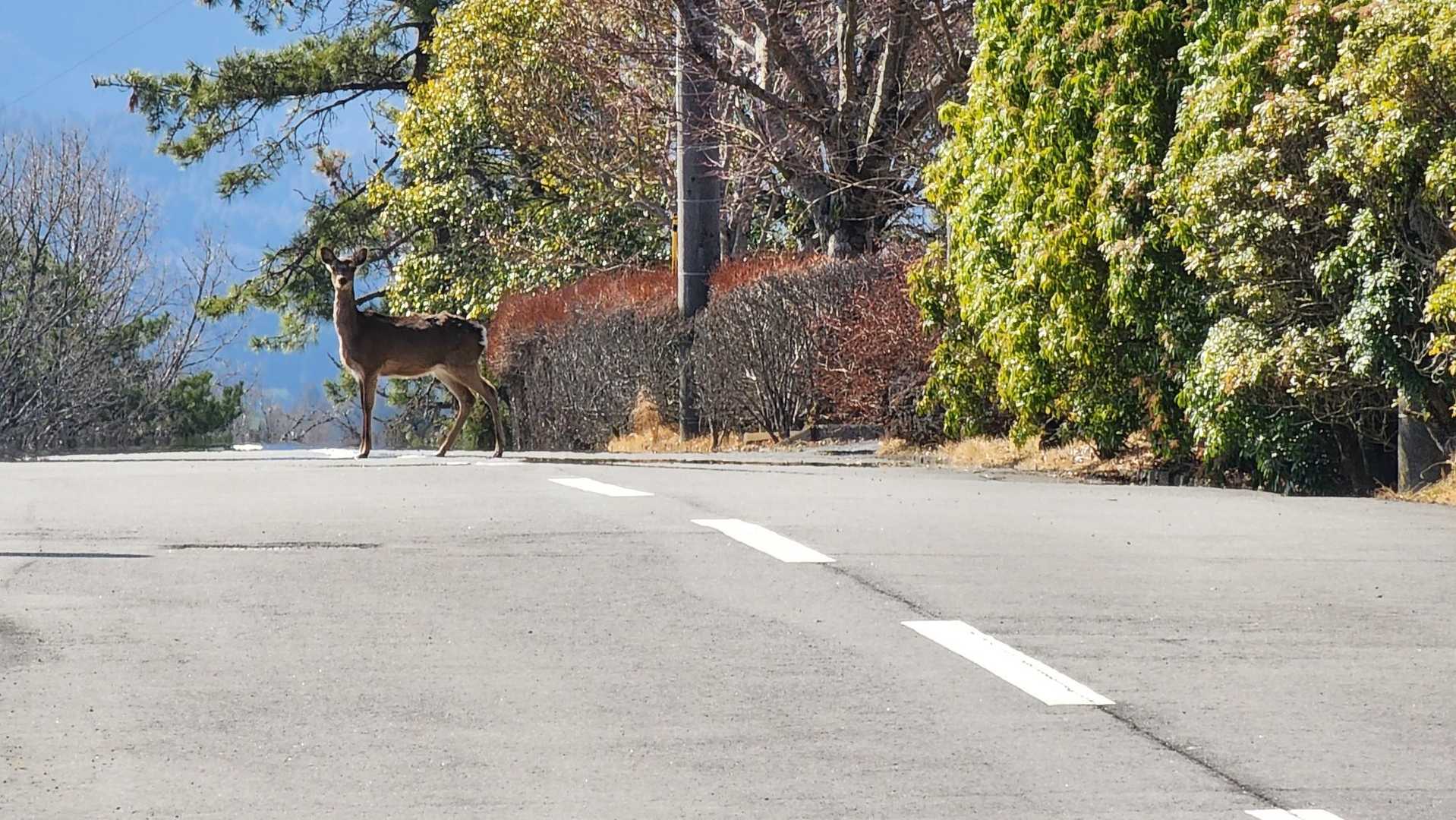 およ🦌