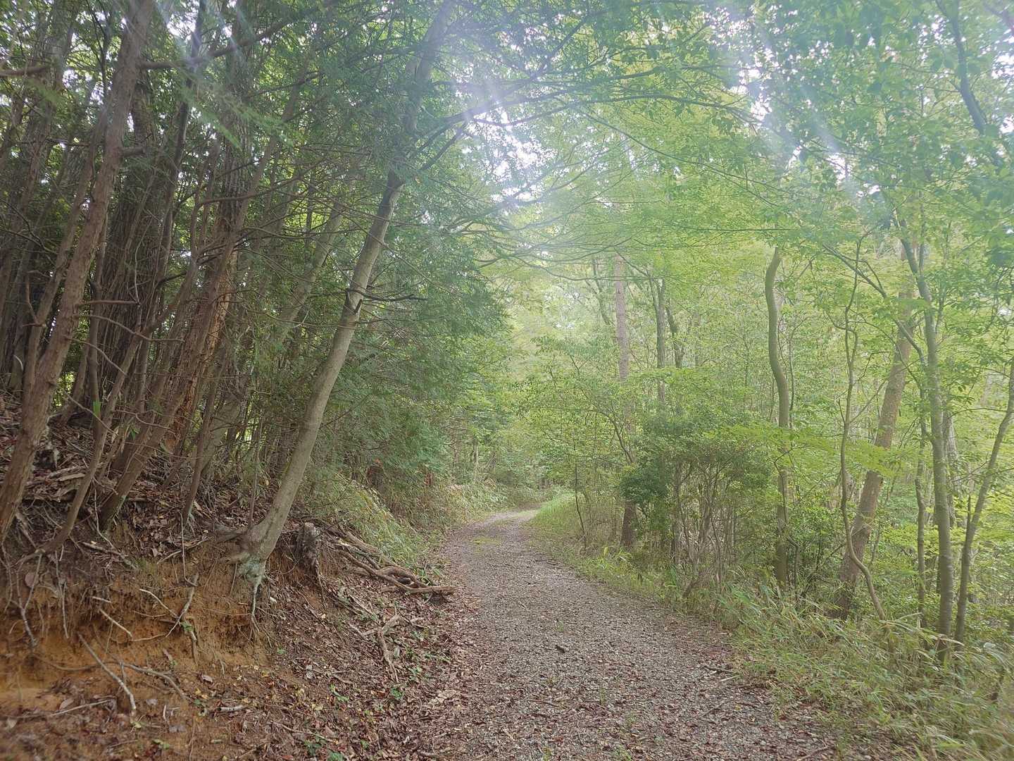 歩きやすい林道
