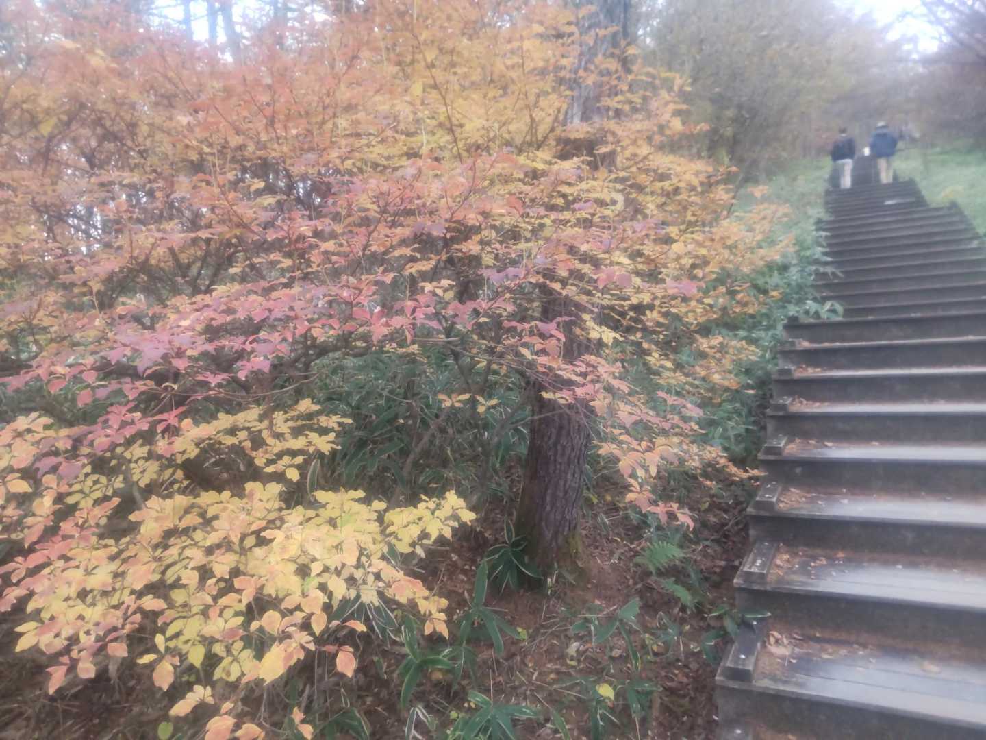 階段脇の紅葉