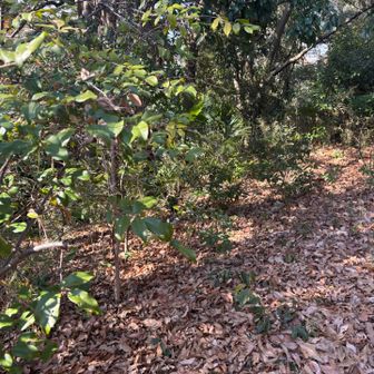 この辺りの登山道に無事合流しました
左手の藪から出ました