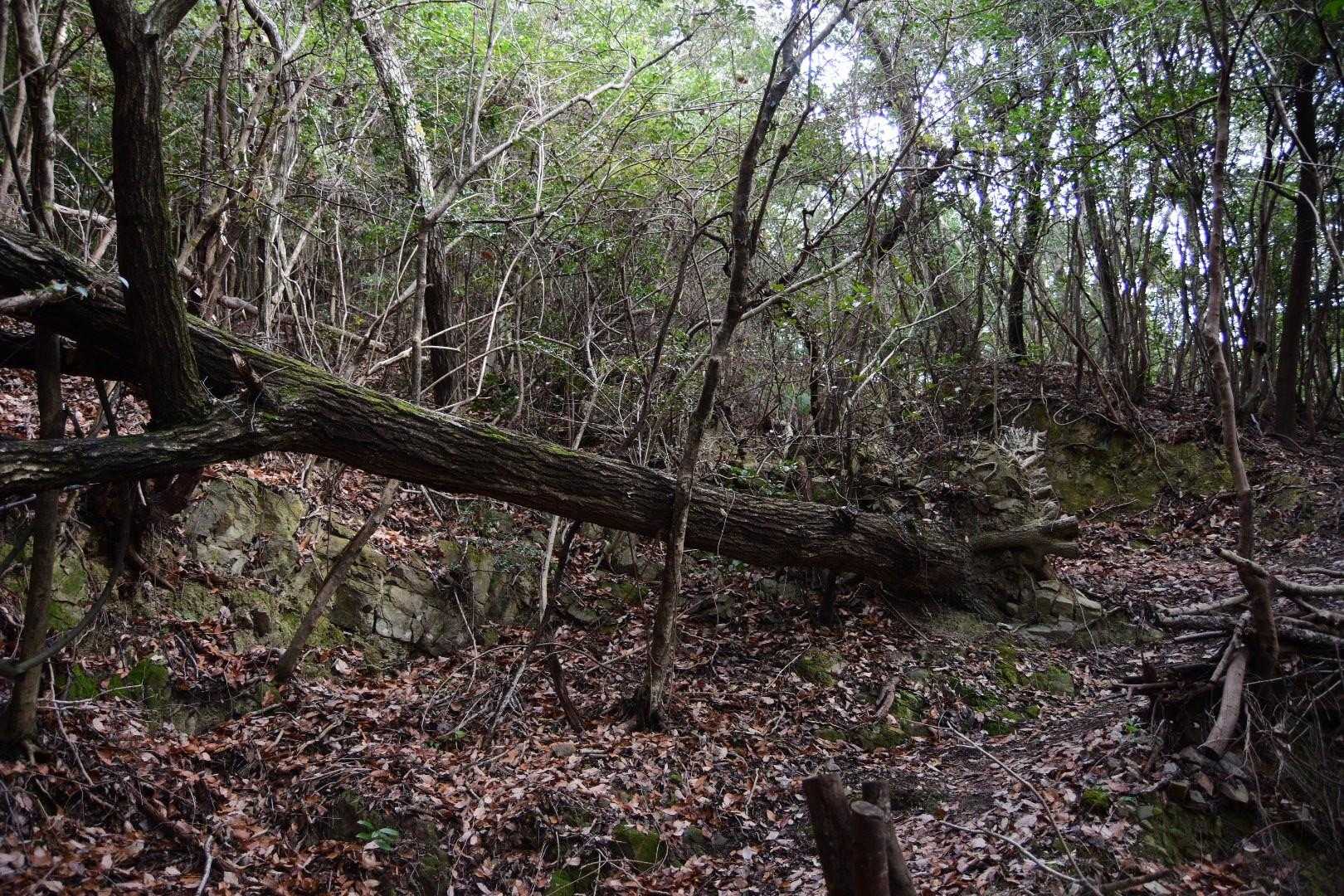 高尾山-藍染山 周回コースの写真
