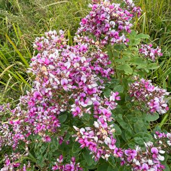 満開の萩の花
とてもきれい🌸