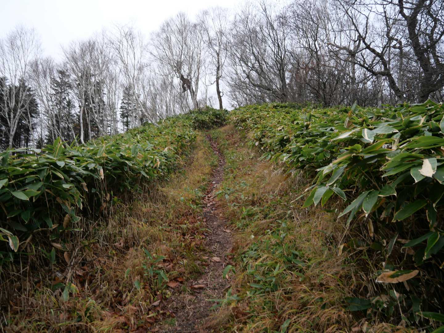 こんな登山道が続いてます・・