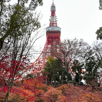 紅葉と東京タワー