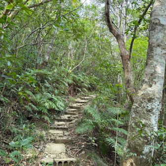 こんな感じのコンクリートをベタ打ちされたところが多い、ぬかるんでいないだけ歩きやすい