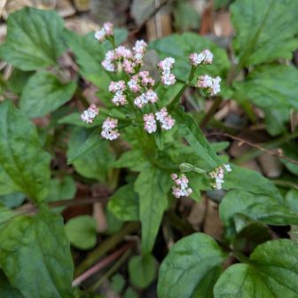 ツルカノコソウ