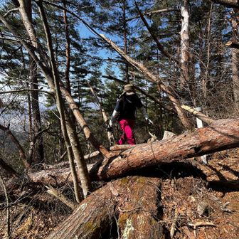 こんな倒木もなんのその、軽々飛び越える
山歩さん
