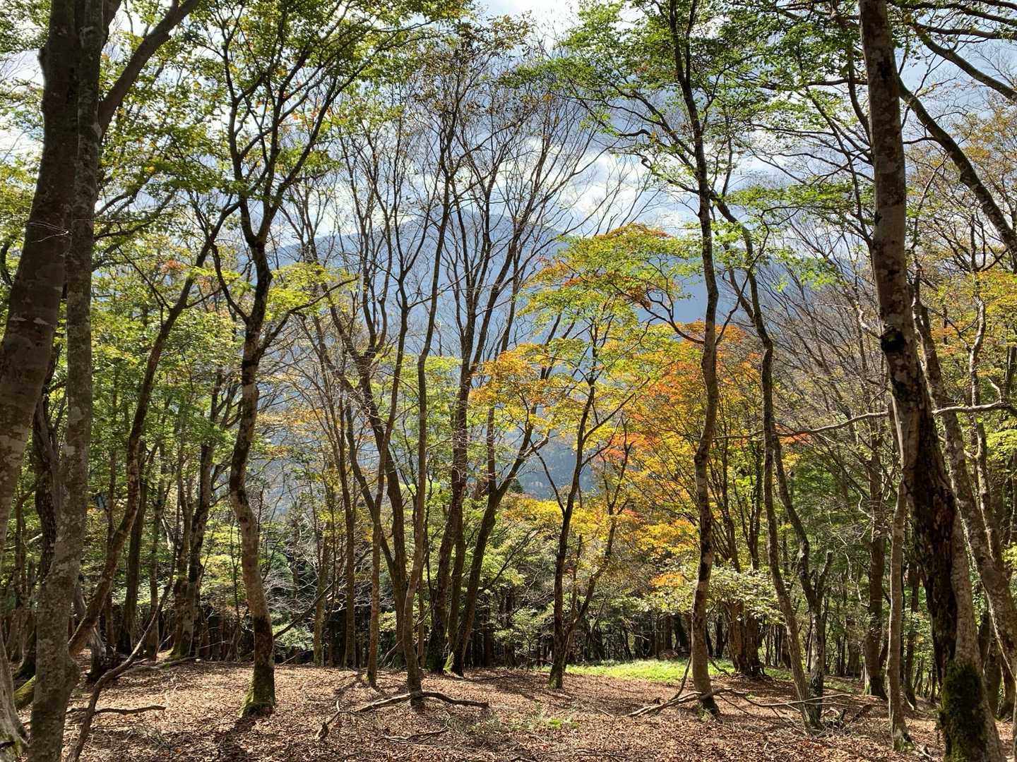 錦の向こうにどっしりと腰を据える百里ヶ岳