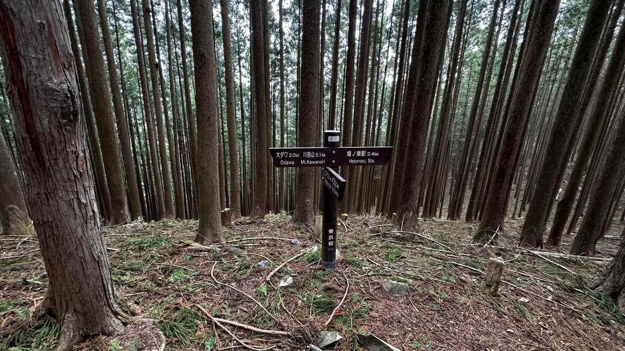 川苔山・梶尾根縦走 の写真 11
