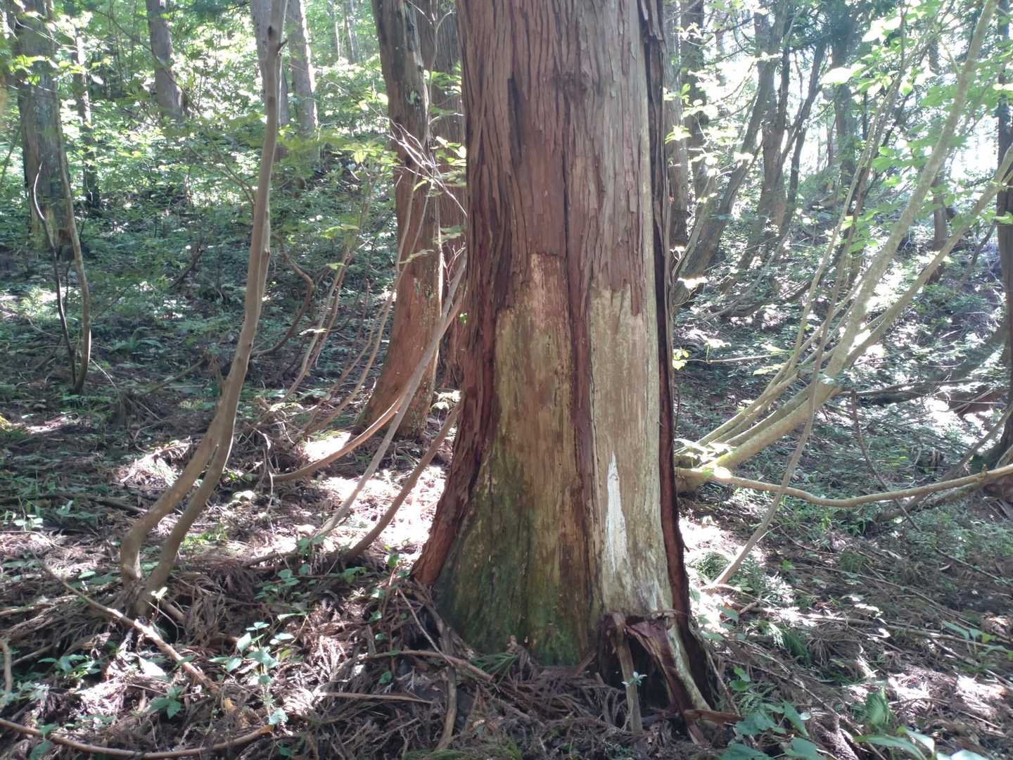 この辺り熊剥ぎがたくさんあった😱