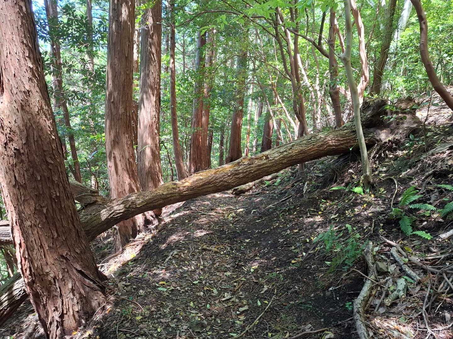 この倒木がほんとに困る高さで、くぐることも乗り越えることも難しかったので、右から登って向こう側へ降りました

実はここを通り過ぎてからグレーピークのことを思い出して引き返したので、これで3回目の通過😫