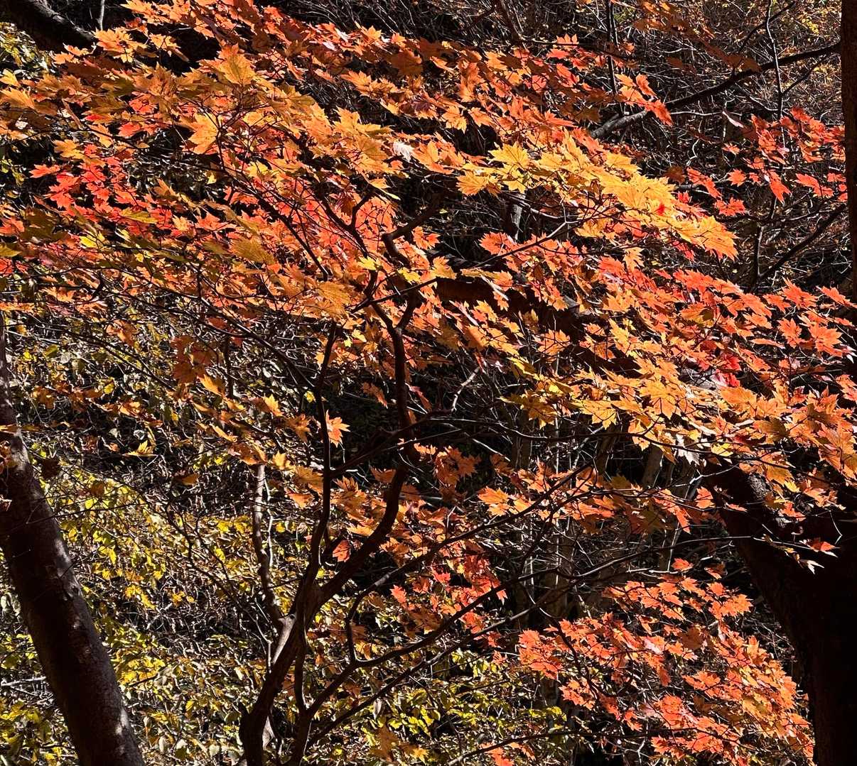 タルワキ沢途中は🍁