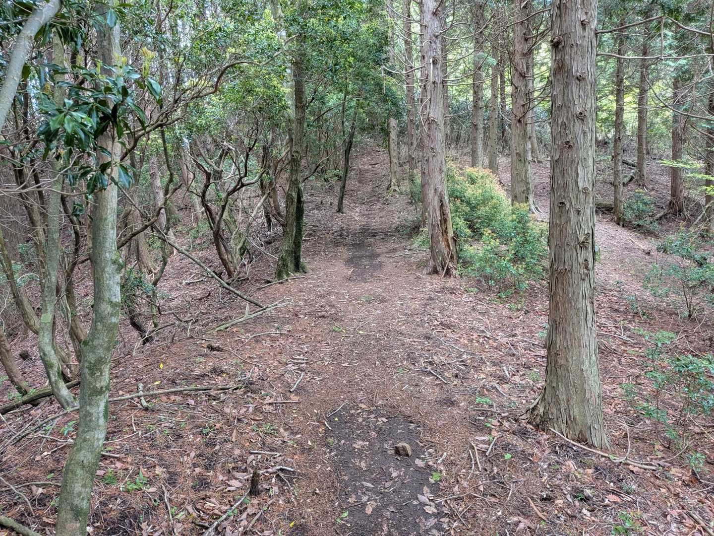 このあたりは涼しいが、地味に登りでキツい