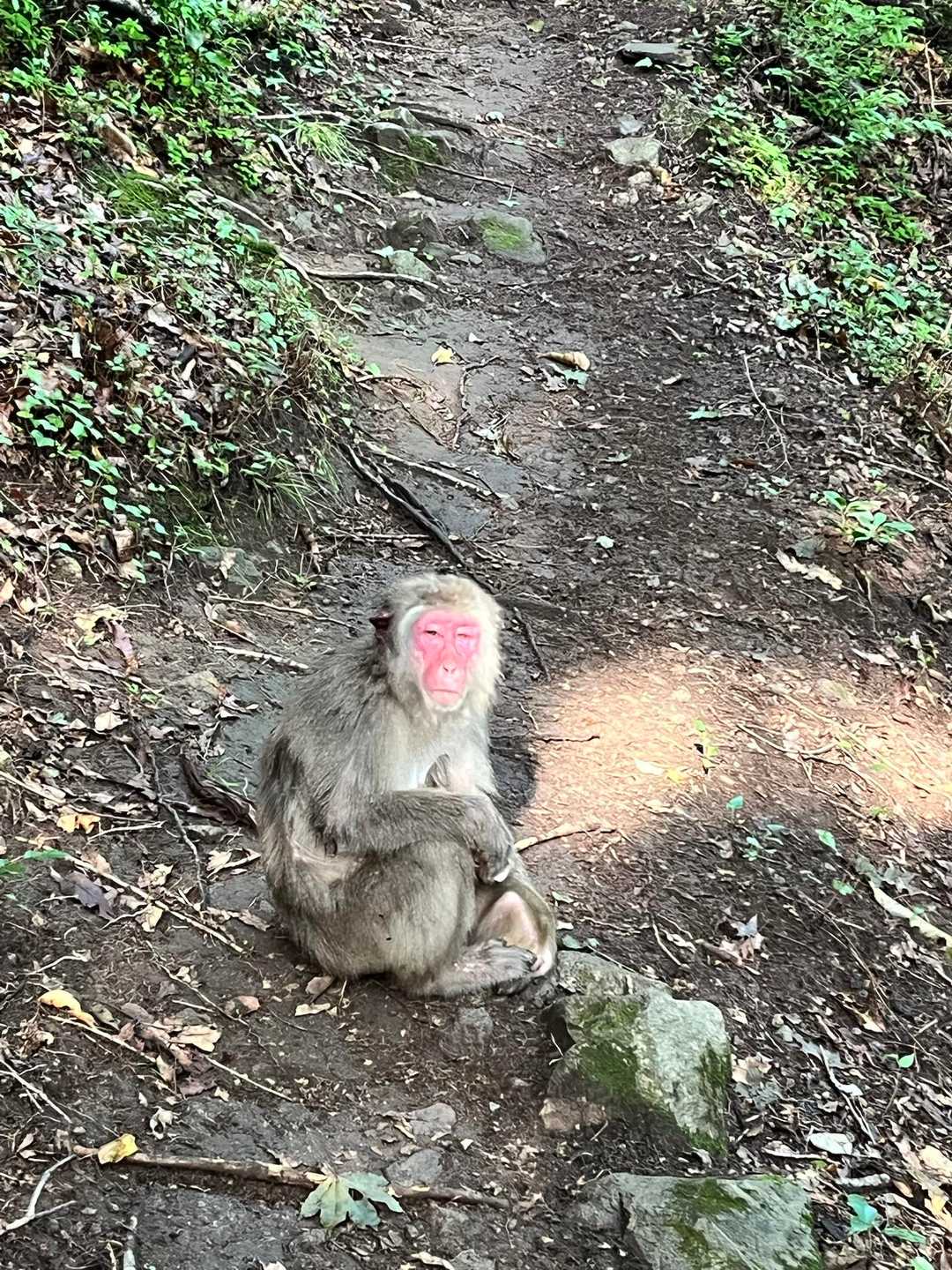 高崎山-高崎山南登山口 縦走コースの写真