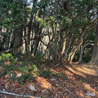 鋸尾根Ⅰ峰　標識なし