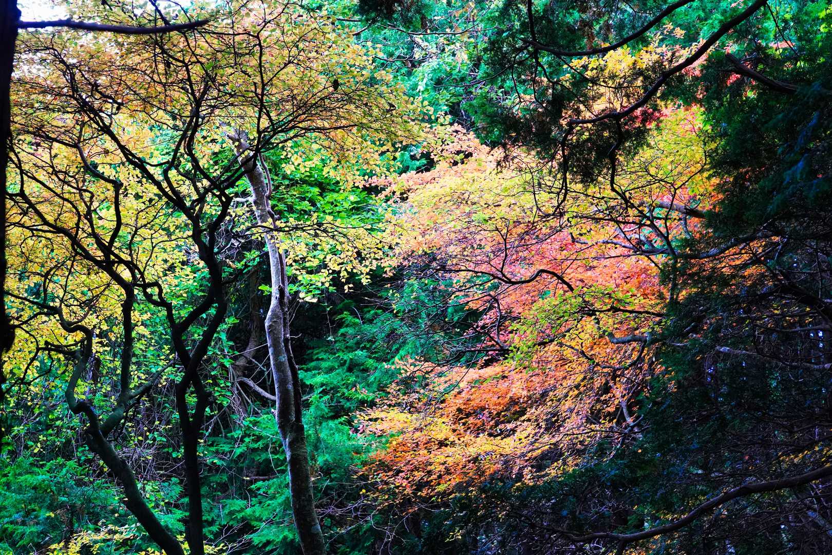 大倉バス停-三ノ塔-塔ノ岳-堀山 周回コースの写真