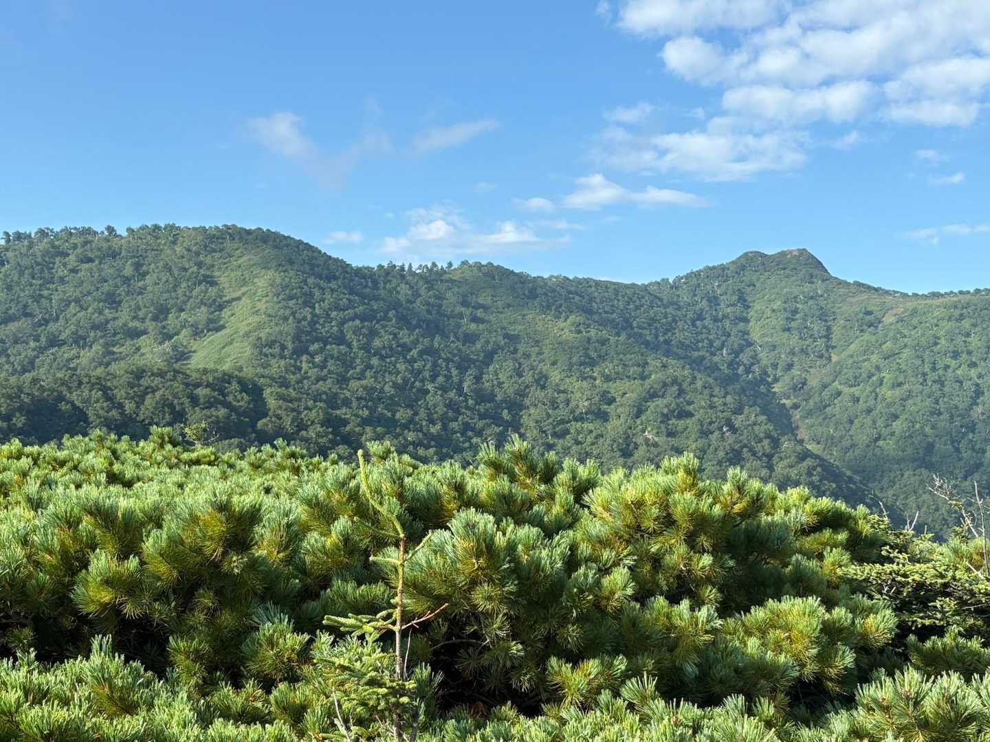 ハイマツ地帯🌳
そして右が天狗の祠があるところ👺
結構登りまっせ😅