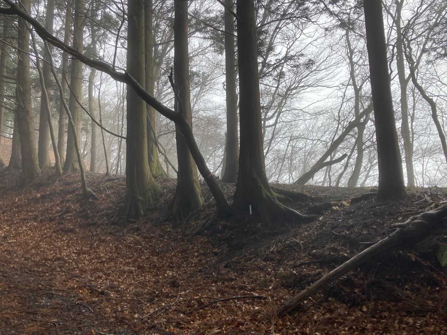 マイナーな登山道から登ってきた時の合流地点😊🎵