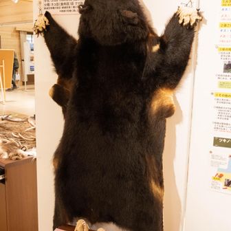 熊の展示も🐻