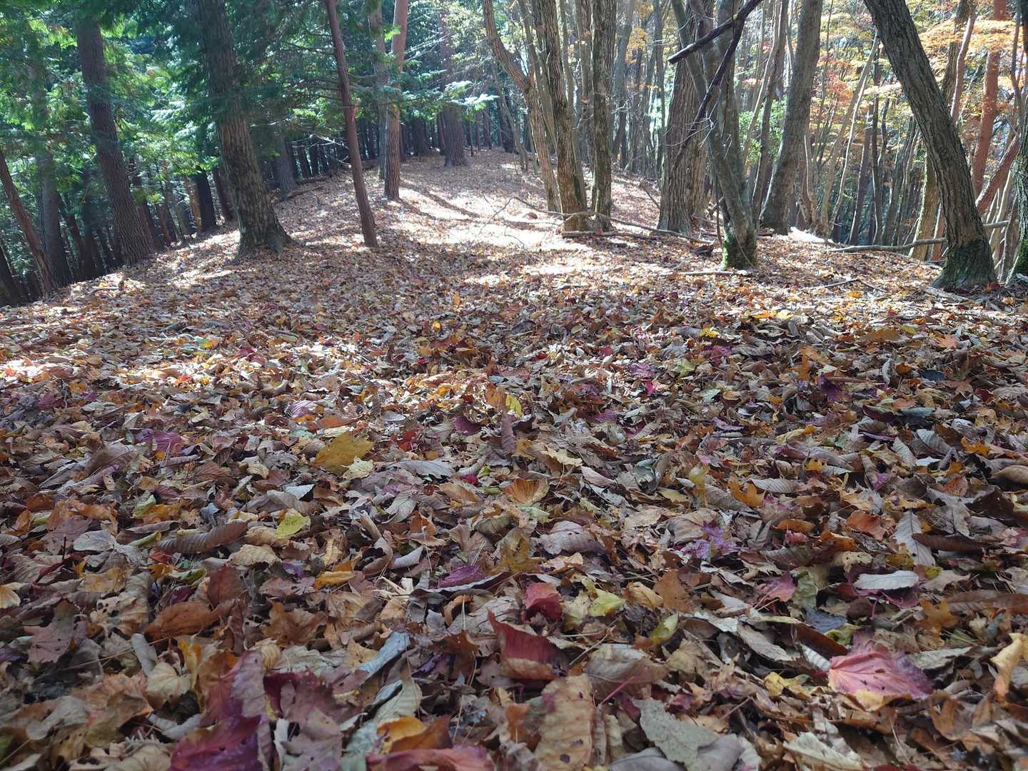 カラフルなトレイル🍁