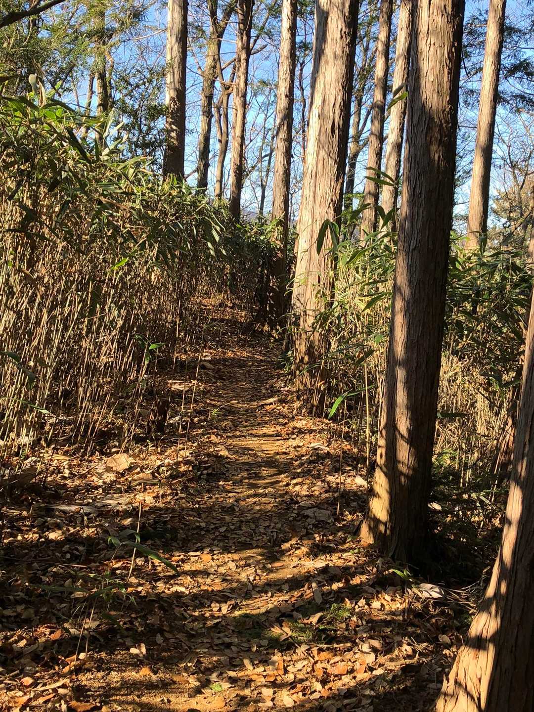 竹寺-豆口峠-子ノ山 往復コースの写真
