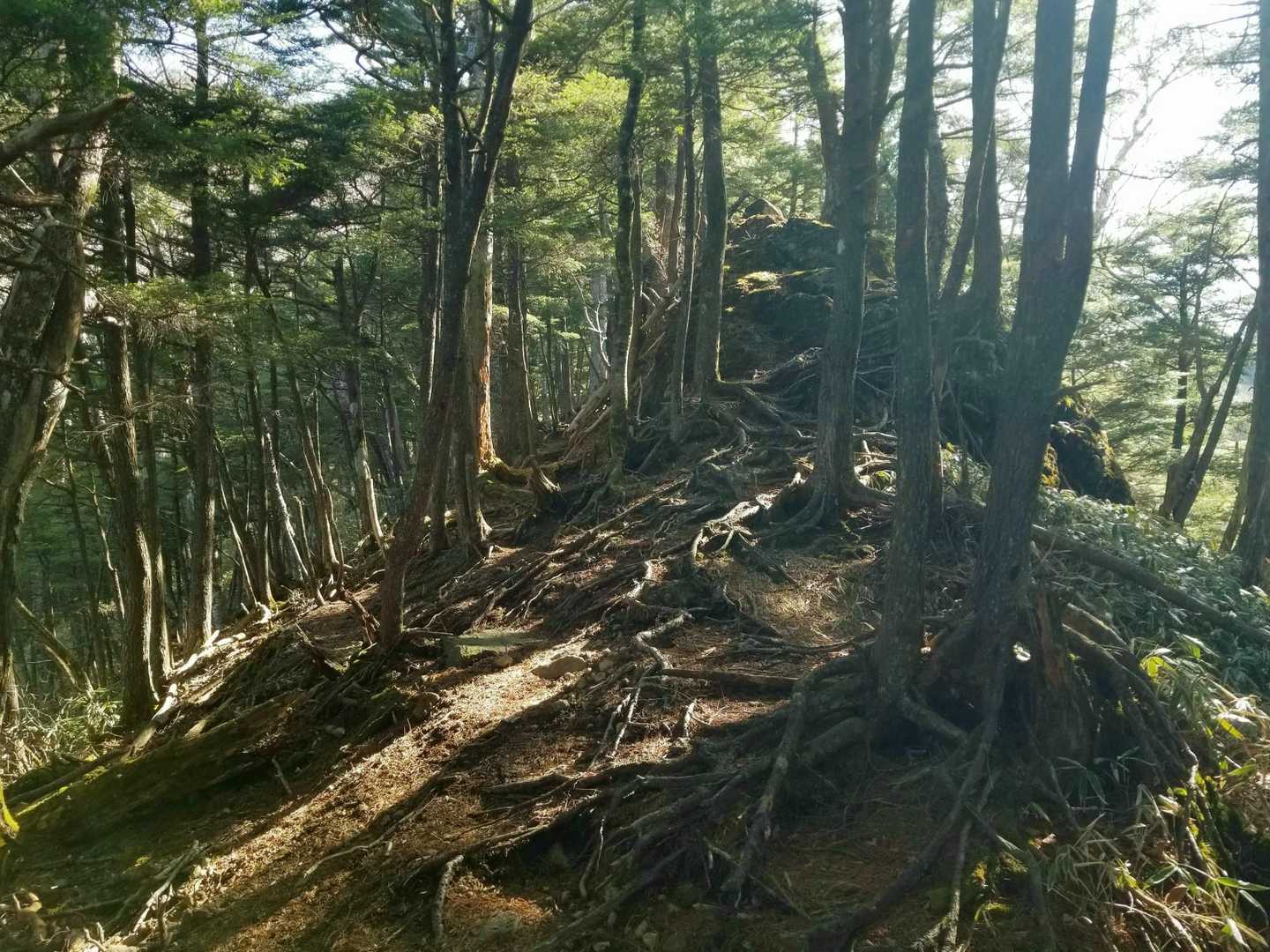 ほどよい登り。