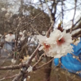 花びらは小ぶりだがサクラだね