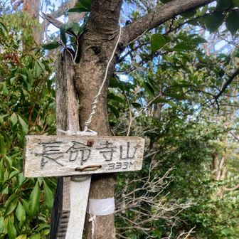 ここも眺望はなし
登山道、桜やイワカガミの葉っぱが見られたので春に来るのもいいかも