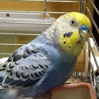 ぱんだぱん