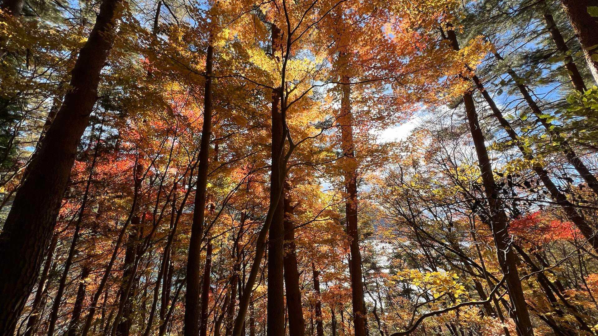 紅葉よき