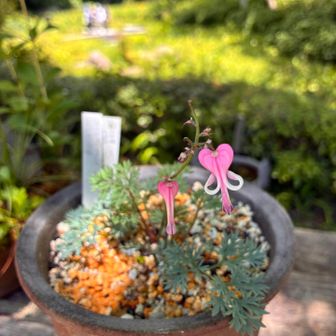 鉢植えのコマクサ