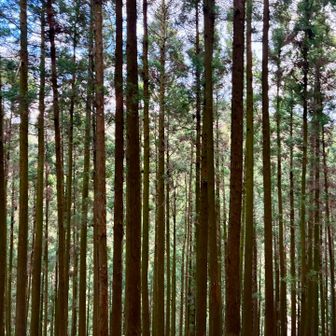 展望はありません。樹間から、これも鈴鹿300座の熊倉が望めました。