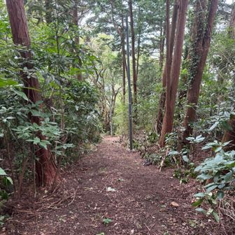 山の中は直射日光がないのですが、風がなくサウナ状態