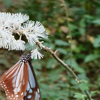 同じアサギマダラさんがサラシナショウマでもお食事中…

サラシナショウマとイヌショウマ…
花が茎から離れているのがサラシナで、くっついてるとイヌ、と教わりました…