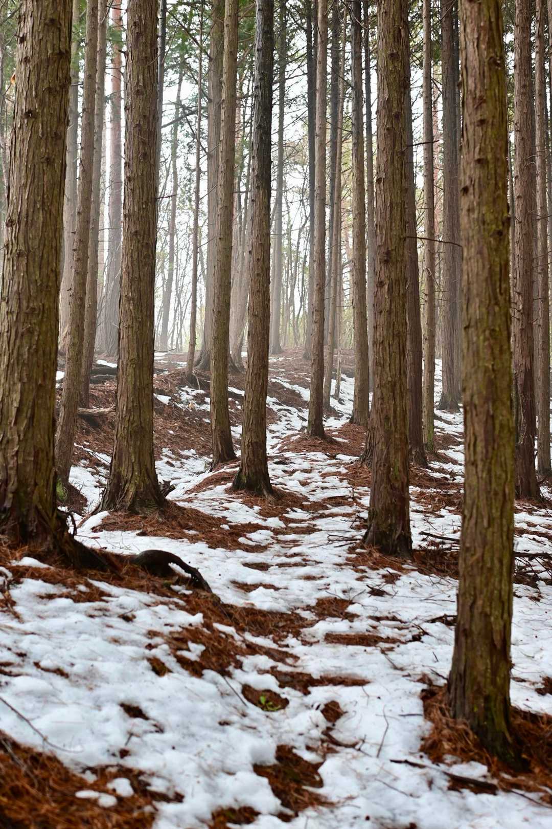 薬師峠-岩茸山-桟敷ヶ岳 往復コースの写真