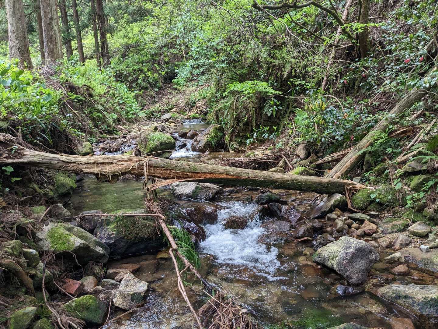 大倉岳登山口-ほとけ峠-大倉岳 周回コースの写真
