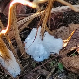 599の氷の華❄️
可愛すぎる😍

今日はここだけ！
貴重です✨