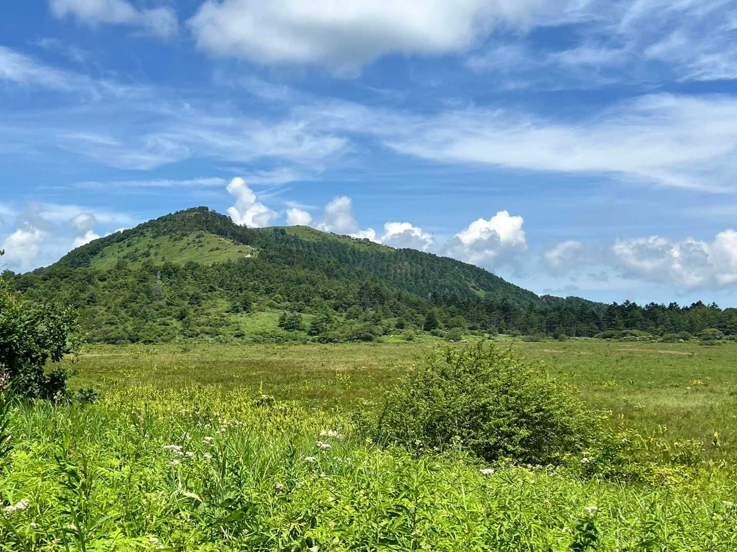湿原の先にある鷲ヶ峰⛰️今日は登りませんでした。次回の楽しみに😊