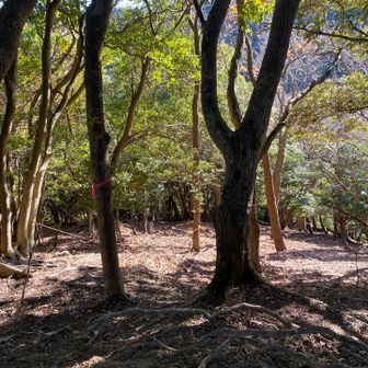 すごい急坂です！　左にあるロープをつかんで降りるが2度程滑って尻もちをつきそうになる
ザレた急坂なので注意⚠️