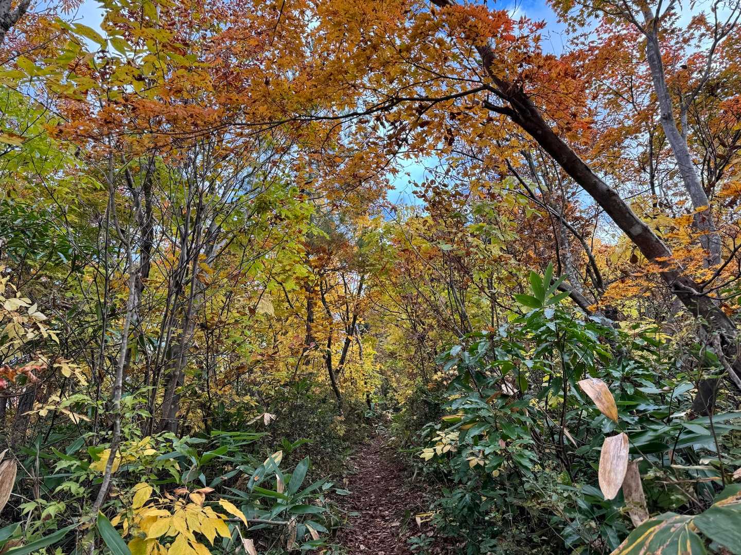 紅葉綺麗すぎてるんるん
