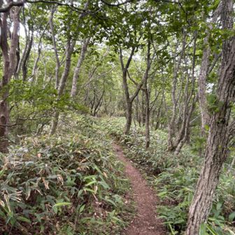 お鉢巡りで1番気持ち良く走れる大好きな区間
楽しいよ〜🥰
孫三瓶〜大平山