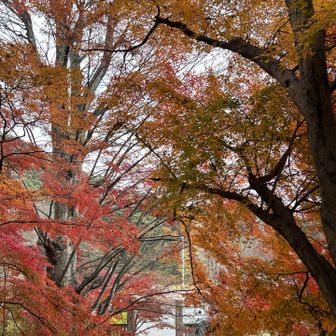ここのお寺さんの紅葉もキレイ🍁